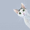 Gato branco e preto com olhos verdes num fundo cinza