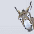 Ilustração de burro castanho com focinho branco em fundo cinzento claro