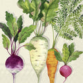 Desenho de quatro raízes vegetais com folhas verdes em fundo claro